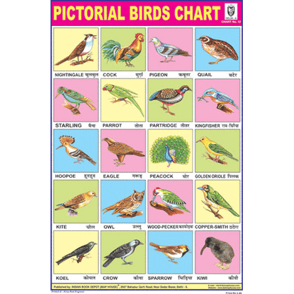 BIRDS CHART 20 PHOTOS SIZE 24 X 36 CMS CHART NO. 12 - Indian Book Depot (Map House)
