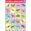 BIRDS CHART 20 PHOTOS SIZE 24 X 36 CMS CHART NO. 12 - Indian Book Depot (Map House)