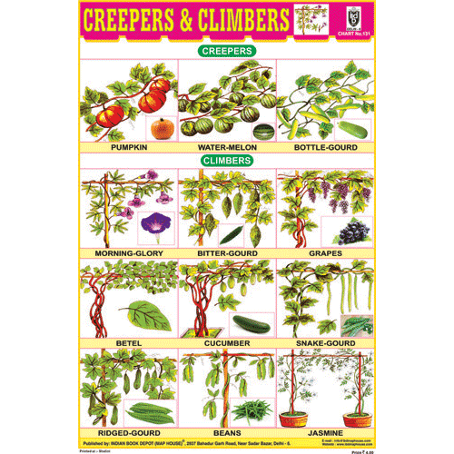CREEPERS & CLIMBERS CHART SIZE 12X18 (INCHS) 300GSM ARTCARD - Indian Book Depot (Map House)
