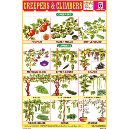 CREEPERS & CLIMBERS SIZE 24 X 36 CMS CHART NO. 131 - Indian Book Depot (Map House)