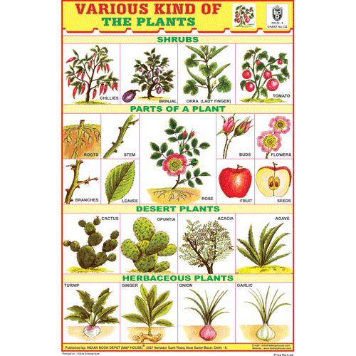 Shrubs Chart.pdf HERBS & SHRUBS CHART SIZE 12X18 (INCHS) 300GSM ARTCARD