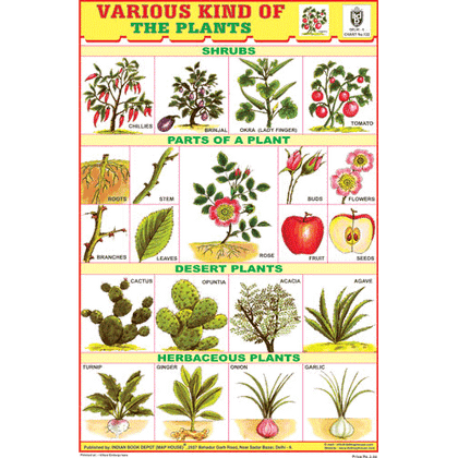 HERBS & SHRUBS SIZE 24 X 36 CMS CHART NO. 132 - Indian Book Depot (Map House)