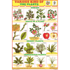 HERBS & SHRUBS CHART SIZE 12X18 (INCHS) 300GSM ARTCARD - Indian Book Depot (Map House)