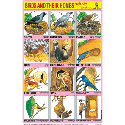 BIRDS & THEIR HOMES CHART SIZE 12X18 (INCHS) 300GSM ARTCARD - Indian Book Depot (Map House)