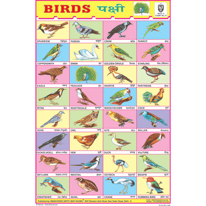 BIRDS CHART 32 PHOTOS CHART SIZE 12X18 (INCHS) 300GSM ARTCARD - Indian Book Depot (Map House)