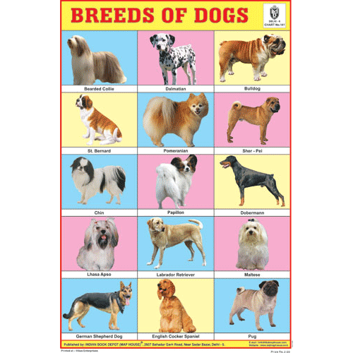 BREEDS OF DOGS CHART SIZE 12X18 (INCHS) 300GSM ARTCARD - Indian Book Depot (Map House)