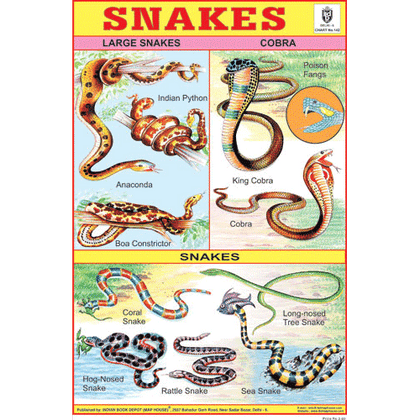 SNAKES CHART SIZE 12X18 (INCHS) 300GSM ARTCARD