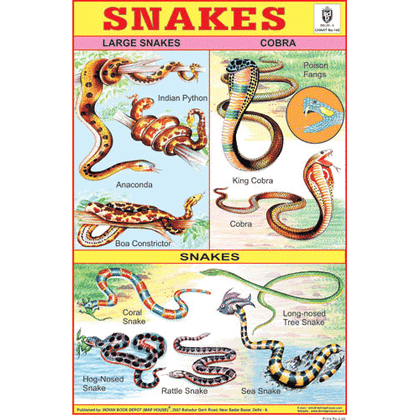 SNAKES SIZE 24 X 36 CMS CHART NO. 142 - Indian Book Depot (Map House)