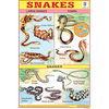 SNAKES SIZE 24 X 36 CMS CHART NO. 142 - Indian Book Depot (Map House)