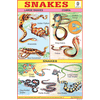 SNAKES CHART SIZE 12X18 (INCHS) 300GSM ARTCARD