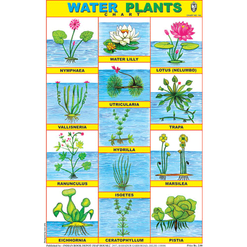 WATER PLANTS SIZE 24 X 36 CMS CHART NO. 144 - Indian Book Depot (Map House)