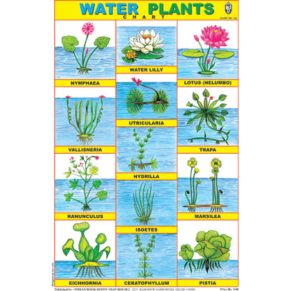 WATER PLANTS SIZE 24 X 36 CMS CHART NO. 144 - Indian Book Depot (Map House)