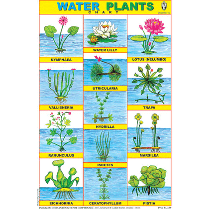 WATER PLANTS CHART SIZE 12X18 (INCHS) 300GSM ARTCARD