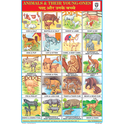 ANIMALS & THEIR YOUNG ONES CHART SIZE 12X18 (INCHS) 300GSM ARTCARD - Indian Book Depot (Map House)