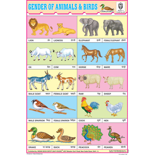 GENDER OF ANIMALS & BIRDS CHART SIZE 12X18 (INCHS) 300GSM ARTCARD - Indian Book Depot (Map House)