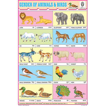 GENDER OF ANIMALS & BIRDS SIZE 24 X 36 CMS CHART NO. 148 - Indian Book Depot (Map House)