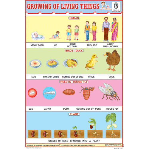 GROWING OF LIVING THINGS CHART SIZE 12X18 (INCHS) 300GSM ARTCARD - Indian Book Depot (Map House)