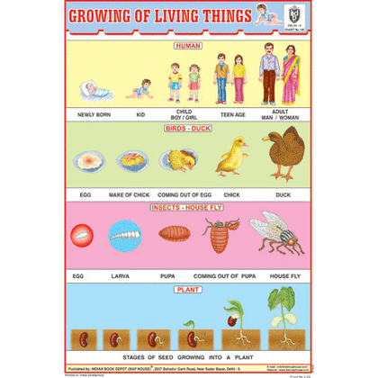 GROWING OF LIVING THINGS CHART SIZE 12X18 (INCHS) 300GSM ARTCARD - Indian Book Depot (Map House)