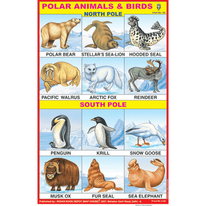 POLAR ANIMALS SIZE 24 X 36 CMS CHART NO. 155 - Indian Book Depot (Map House)