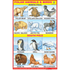 POLAR ANIMALS CHART SIZE 12X18 (INCHS) 300GSM ARTCARD - Indian Book Depot (Map House)