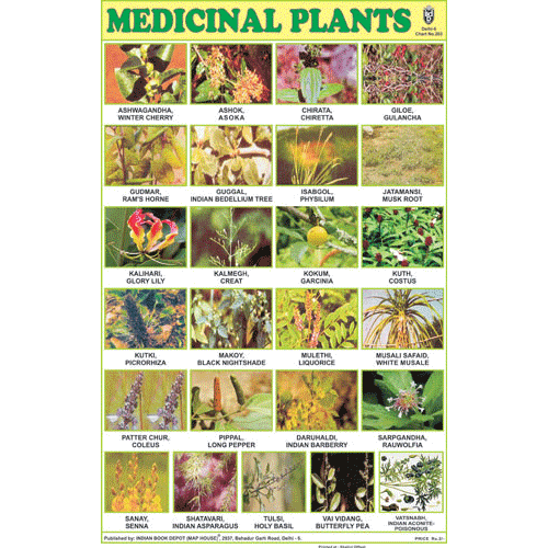 MEDICINAL PLANTS SIZE 24 X 36 CMS CHART NO. 203 - Indian Book Depot (Map House)