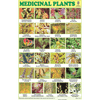 MEDICINAL PLANTS CHART SIZE 12X18 (INCHS) 300GSM ARTCARD - Indian Book Depot (Map House)