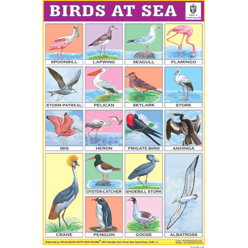 BIRDS AT SEA CHART SIZE 12X18 (INCHS) 300GSM ARTCARD - Indian Book Depot (Map House)