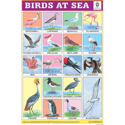 BIRDS AT SEA CHART SIZE 12X18 (INCHS) 300GSM ARTCARD - Indian Book Depot (Map House)