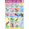 BIRDS AT SEA SIZE 24 X 36 CMS CHART NO. 219 - Indian Book Depot (Map House)