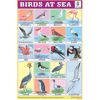 BIRDS AT SEA CHART SIZE 12X18 (INCHS) 300GSM ARTCARD - Indian Book Depot (Map House)