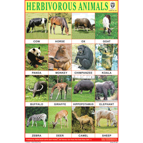 HERBIVOROUS ANIMALS CHART SIZE 12X18 (INCHS) 300GSM ARTCARD - Indian Book Depot (Map House)