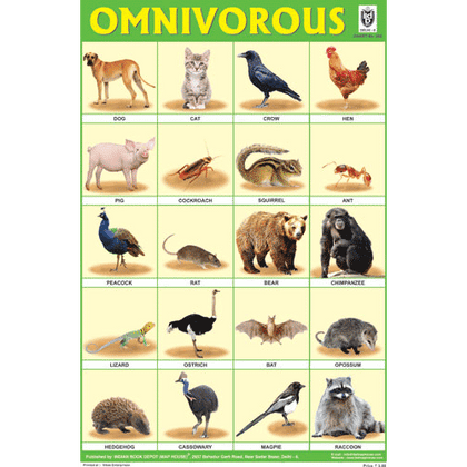 OMNIVOROUS ANIMALS CHART SIZE 12X18 (INCHS) 300GSM ARTCARD - Indian Book Depot (Map House)