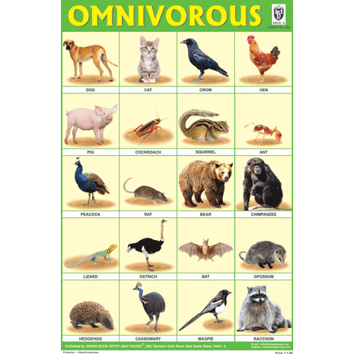 OMNIVOROUS ANIMALS SIZE 24 X 36 CMS CHART NO. 242 - Indian Book Depot (Map House)