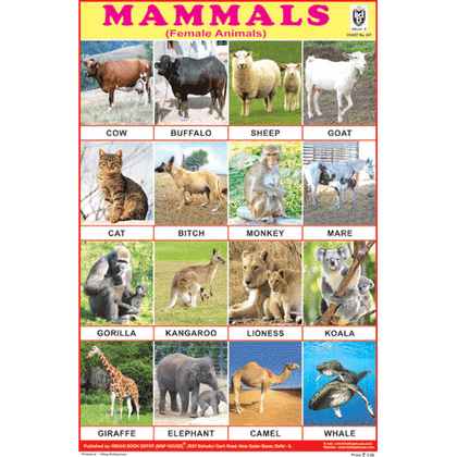 MAMMALS (FEMALE ANIMALS) CHART SIZE 12X18 (INCHS) 300GSM ARTCARD - Indian Book Depot (Map House)