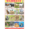 MAMMALS (FEMALE ANIMALS) CHART SIZE 12X18 (INCHS) 300GSM ARTCARD - Indian Book Depot (Map House)