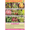 INSECTIVOROUS PLANTS CHART SIZE 12X18 (INCHS) 300GSM ARTCARD - Indian Book Depot (Map House)