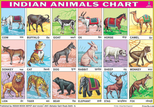 ANIMALS CHART 18 PHOTOS CHART SIZE 12X18 (INCHS) 300GSM ARTCARD - Indian Book Depot (Map House)