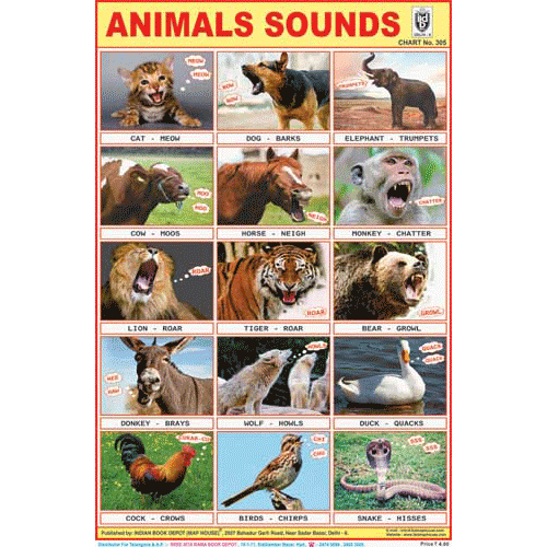 ANIMALS SOUNDS CHART SIZE 12X18 (INCHS) 300GSM ARTCARD