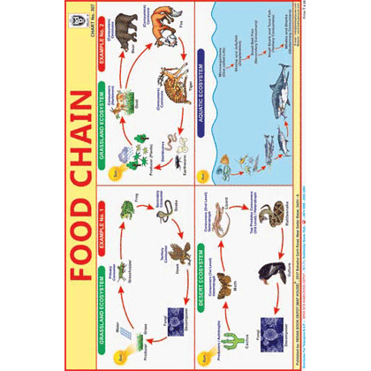 FOOD CHAIN SIZE 24 X 36 CMS CHART NO. 307 - Indian Book Depot (Map House)