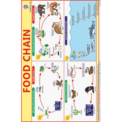 FOOD CHAIN SIZE 24 X 36 CMS CHART NO. 307 - Indian Book Depot (Map House)