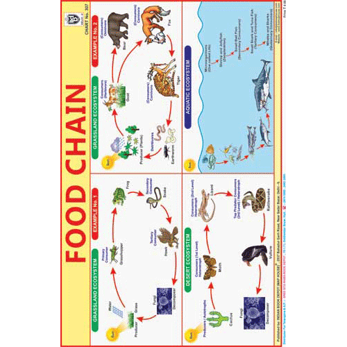 FOOD CHAIN CHART SIZE 12X18 (INCHS) 300GSM ARTCARD - Indian Book Depot (Map House)