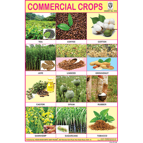 COMMERCIAL CROPS CHART SIZE 12X18 INCHS 300GSM ARTCARD commercial-crops-chart-size-12x18-inchs-300gsm-artcard