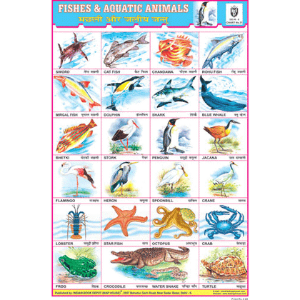 FISHES & AQUATIC ANIMALS CHART SIZE 12X18 (INCHS) 300GSM ARTCARD - Indian Book Depot (Map House)
