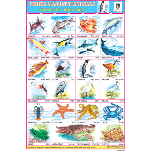 FISHES & AQUATIC ANIMALS SIZE 24 X 36 CMS CHART NO. 31 - Indian Book Depot (Map House)