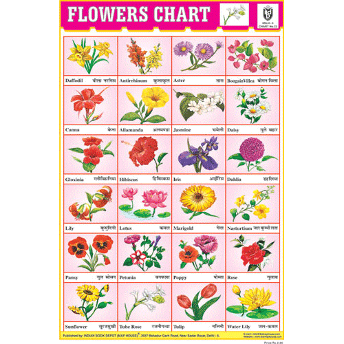 FLOWERS CHART 24 PHOTO (RED) CHART SIZE 12X18 (INCHS) 300GSM ARTCARD - Indian Book Depot (Map House)