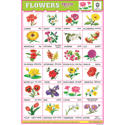 FLOWER CHART 24 PHOTOS (WHITE) SIZE 24 X 36 CMS CHART NO. 34 - Indian Book Depot (Map House)