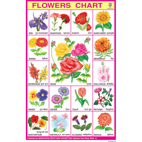 FLOWERS CHART (BIG) SIZE 24 X 36 CMS CHART NO. 35 - Indian Book Depot (Map House)
