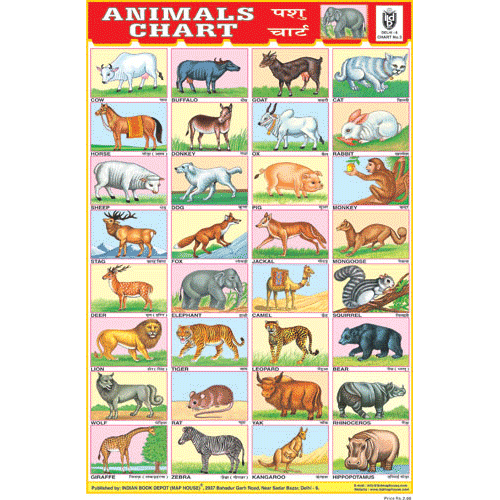 ANIMALS CHART 32 PHOTOS CHART SIZE 12X18 (INCHS) 300GSM ARTCARD - Indian Book Depot (Map House)