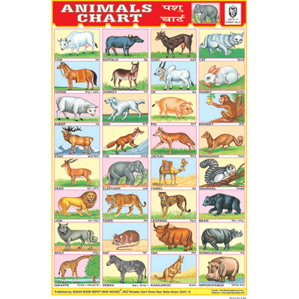 ANIMALS CHART 32 PHOTOS CHART SIZE 12X18 (INCHS) 300GSM ARTCARD - Indian Book Depot (Map House)