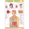 HUMAN BODY (PART I) SIZE 24 X 36 CMS CHART NO. 46 - Indian Book Depot (Map House)